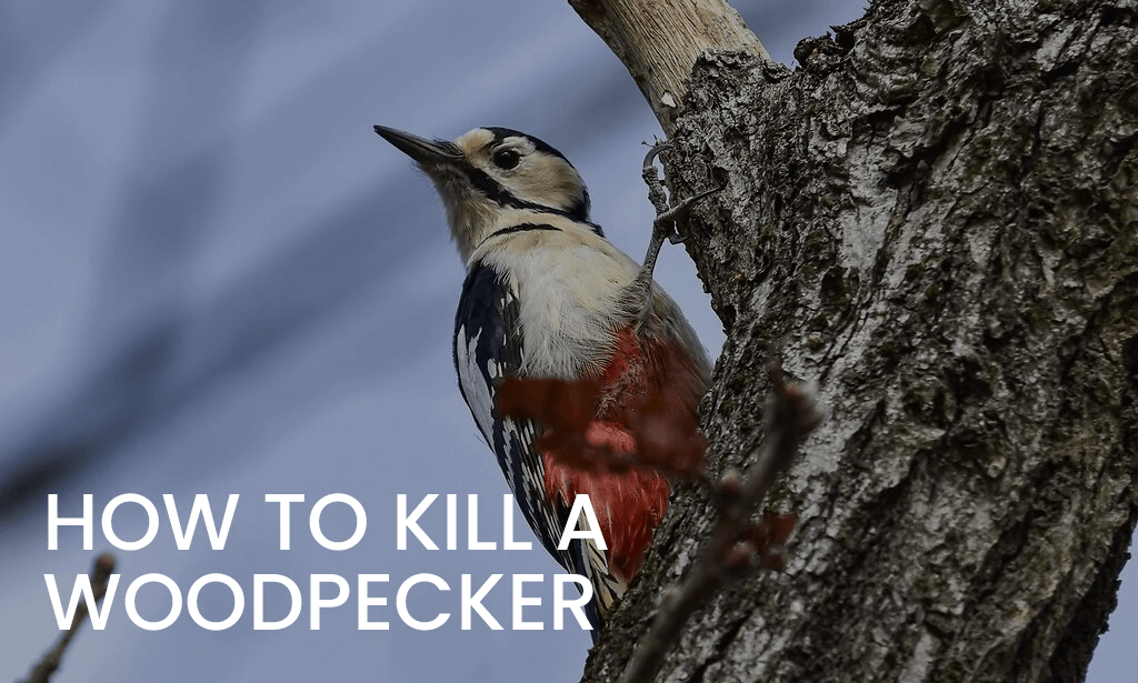How to Kill a Woodpecker